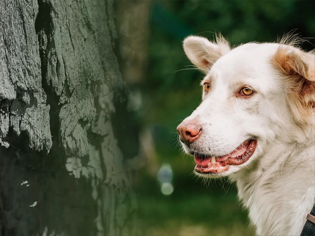 Köpekler Neden Havlamaz?