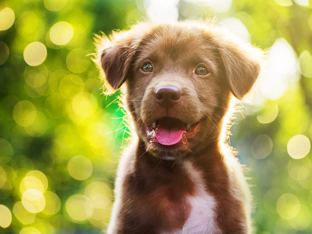 Köpekler Neden Hızlı Nefes Alıp Verir?