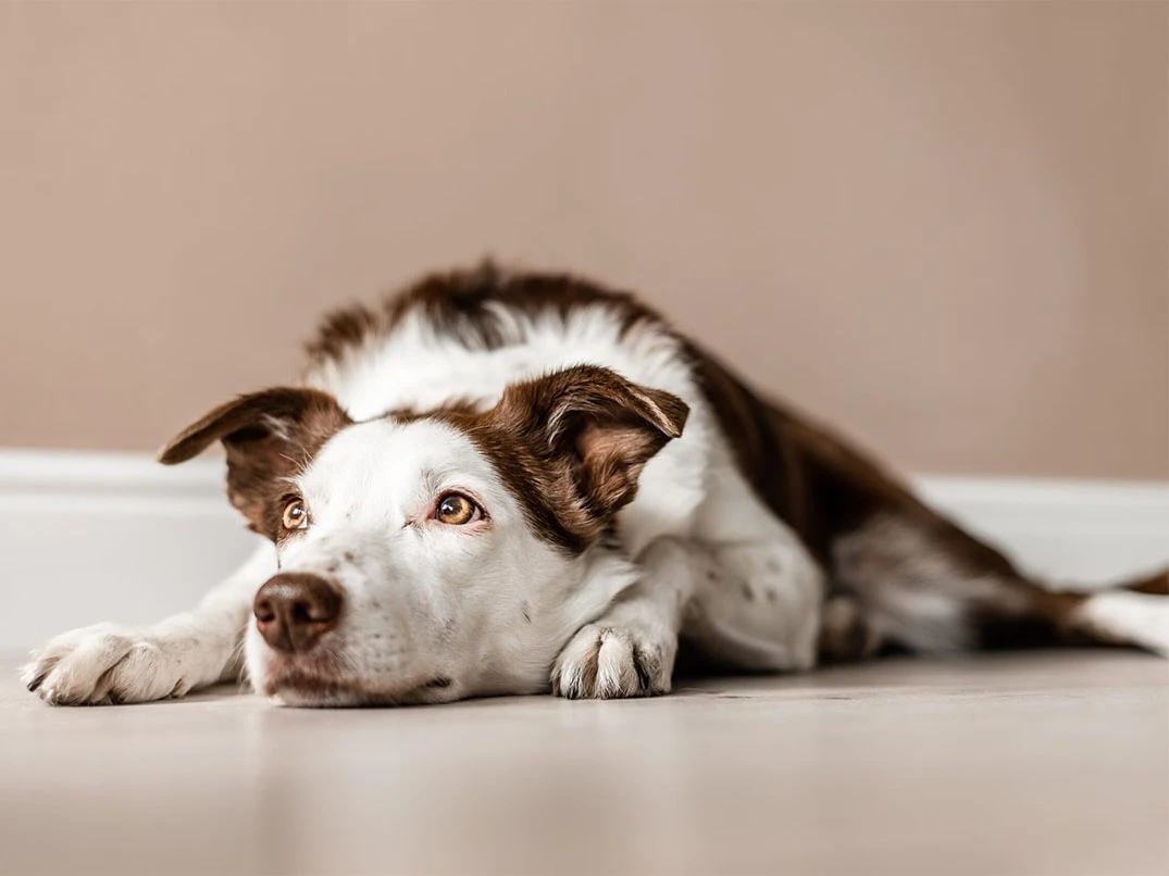 Köpekler Neden İç Çeker?