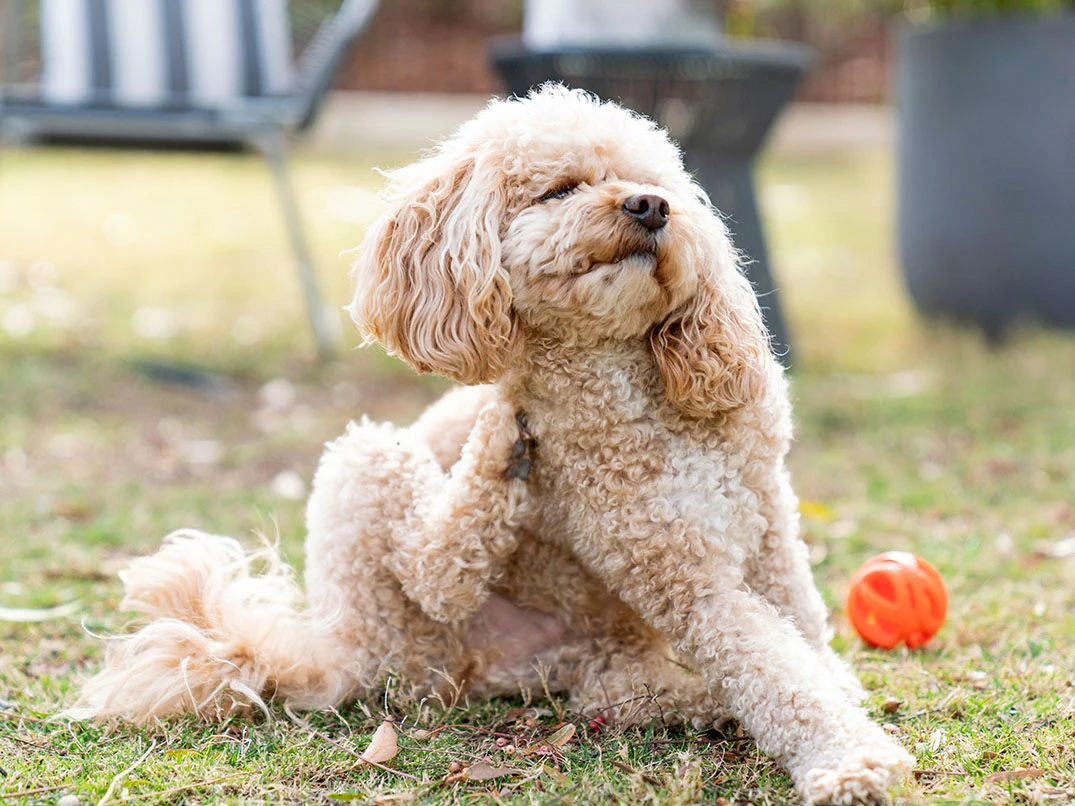 Köpekler Neden Kaşınır? Nasıl Geçer ve Tedavi Edilir?