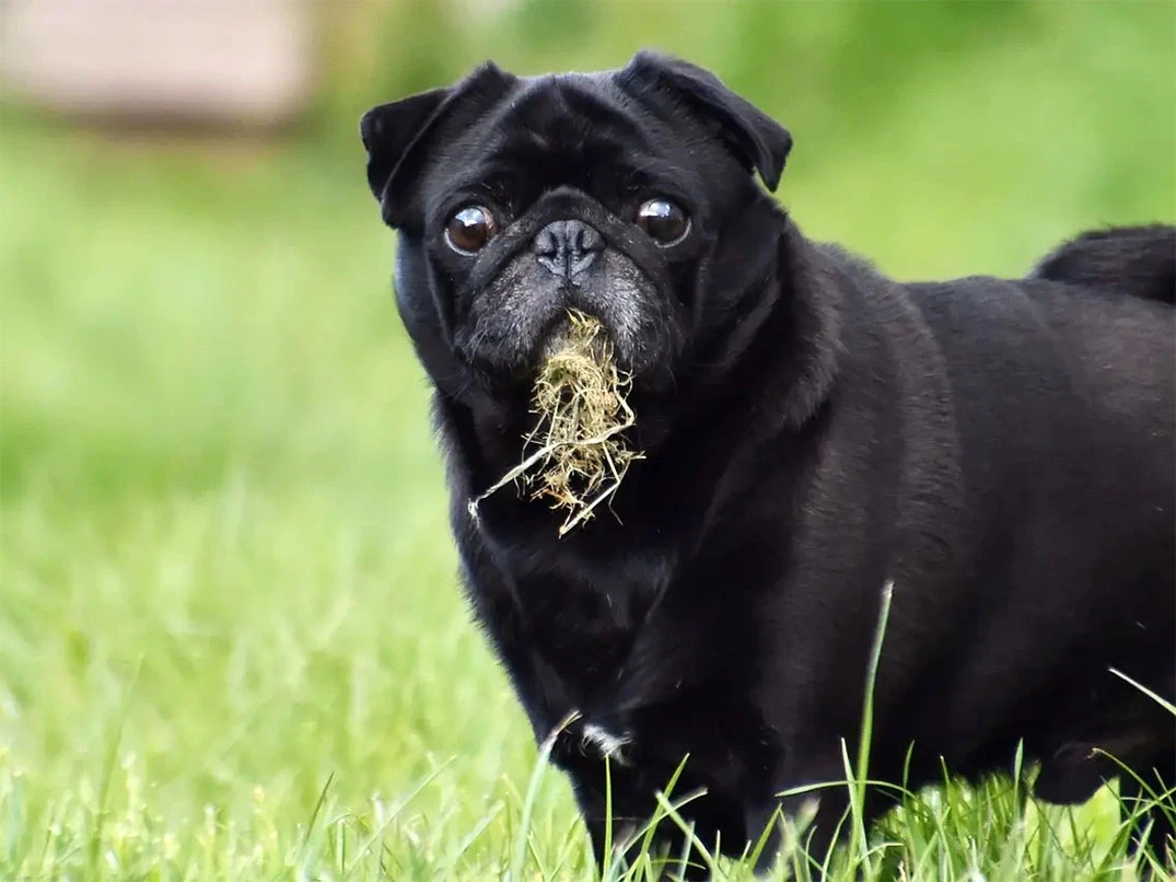 Köpekler Neden Ot Yer ve Kusar?