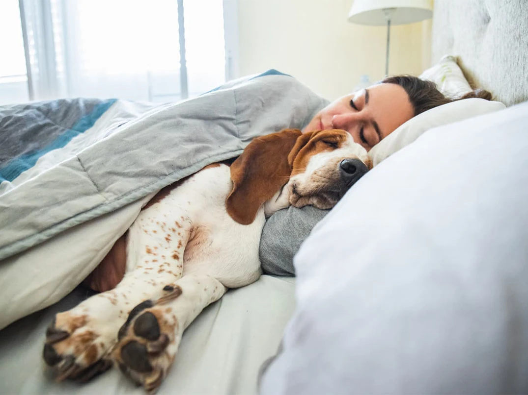 Köpekler Neden Sahiplerinin Yatağında Yatmak İster?