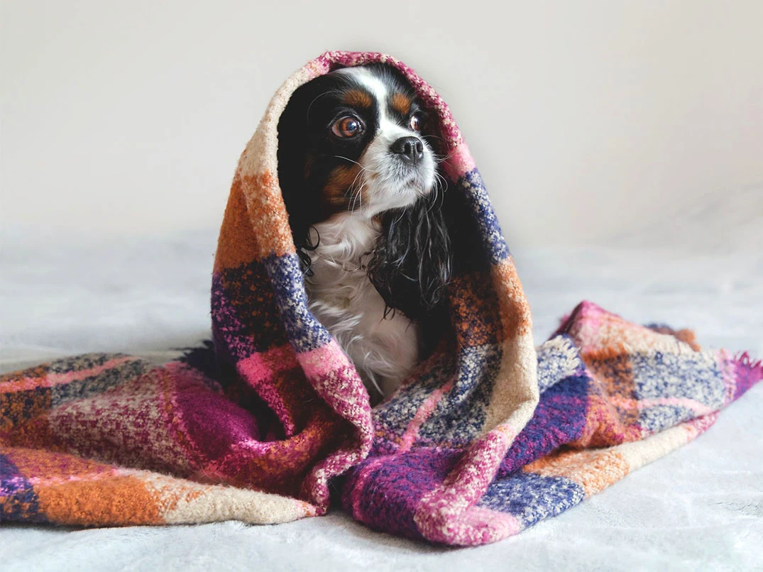 Köpekler Neden Titrer?