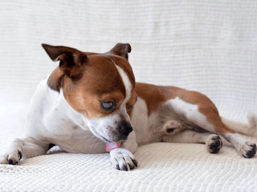 Köpekler Neden Patilerini Yalar? Nedenleri ve Çözümleri