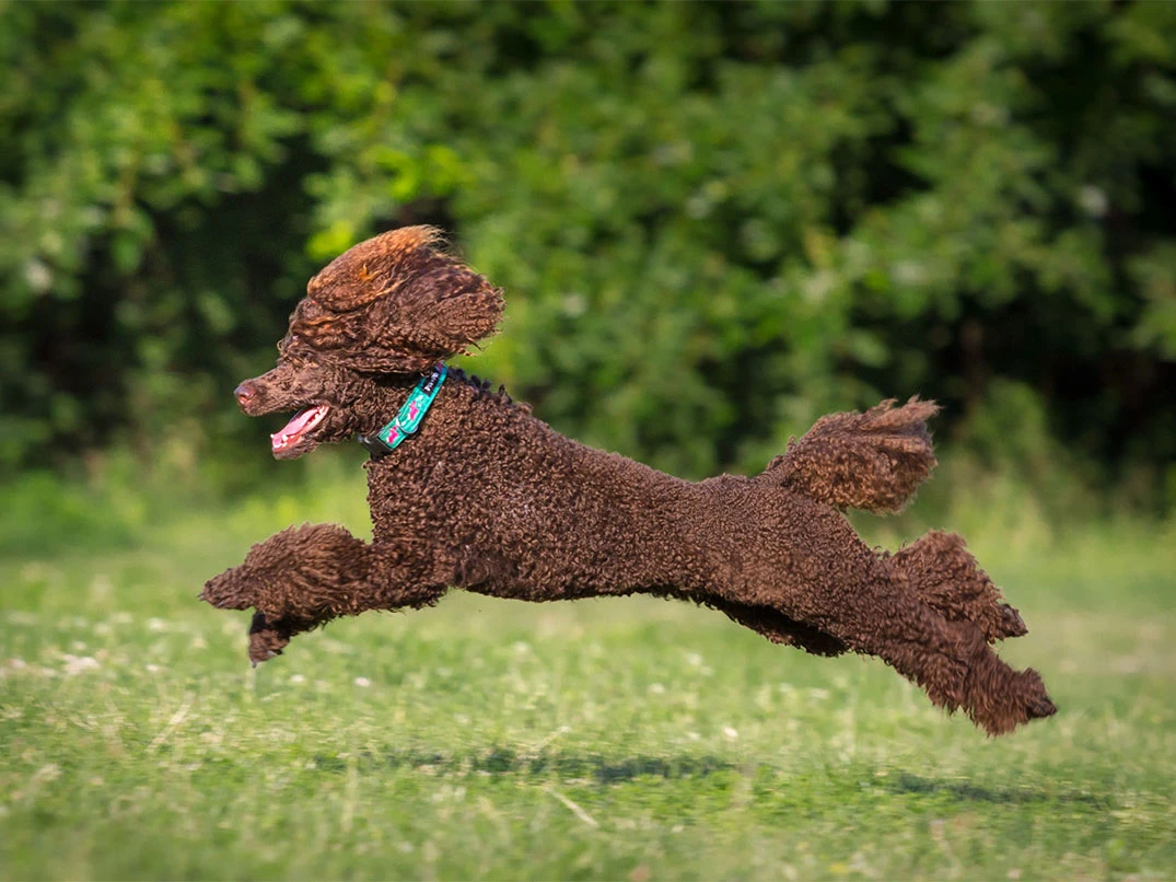 Köpekler Saatte Kaç km Hızla Koşar?