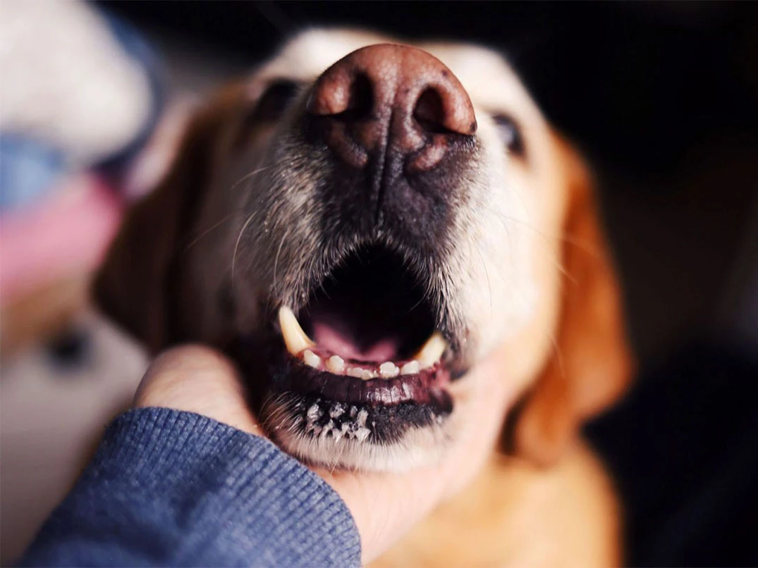 Köpeklerde Ağız Kokusu Neden Olur?