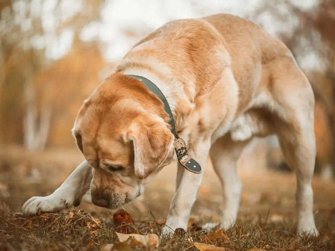 Köpeklerde Dışkı Yeme Sorunu ve Çözüm Yolları