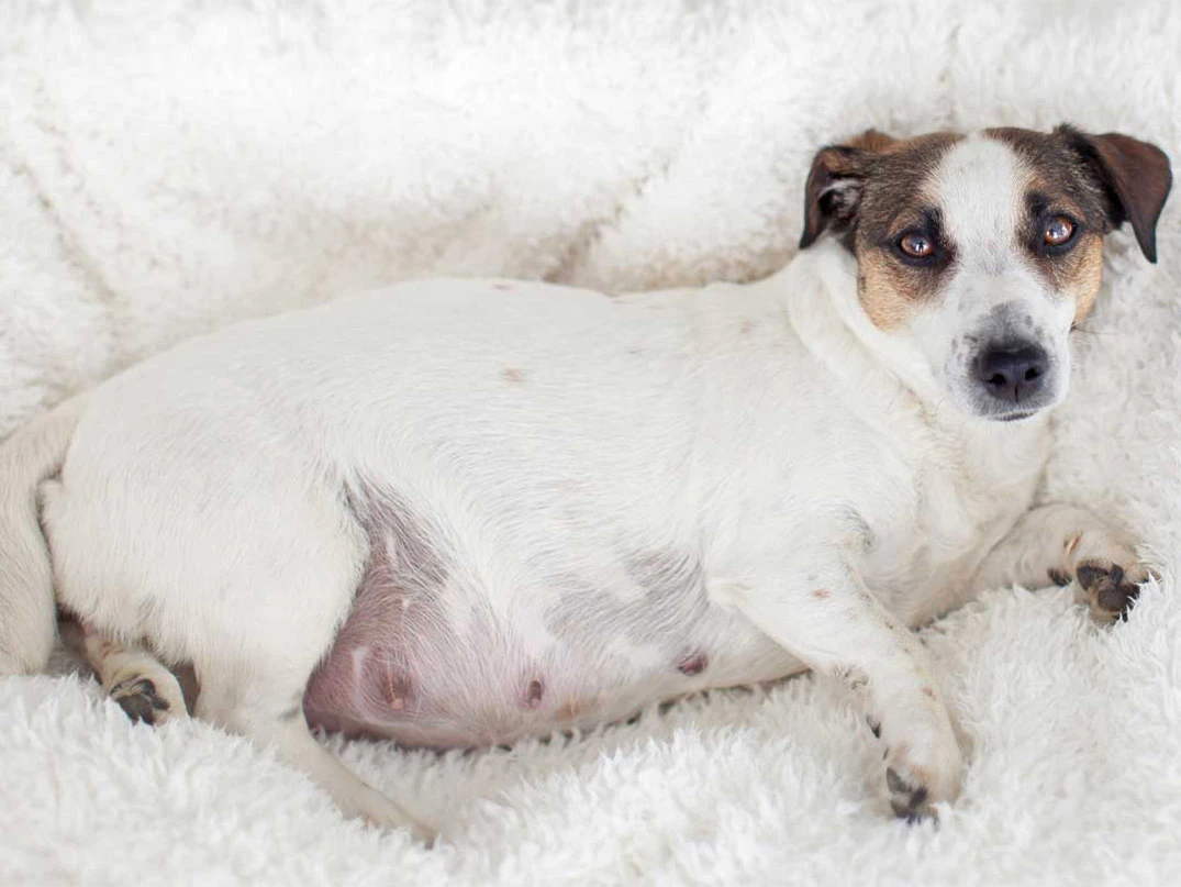 Köpeklerde Doğum Sancısı Ne Kadar Sürer?