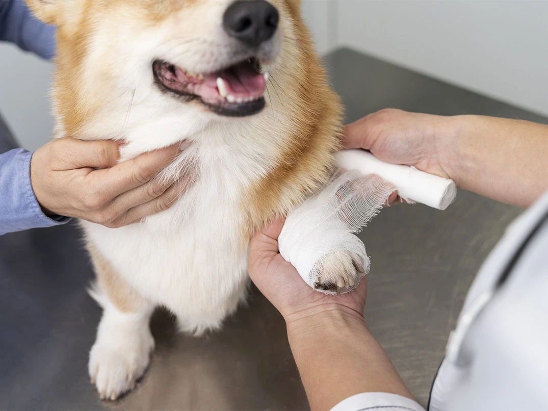 Köpeklerde Eklem Ağrısına Ne İyi Gelir?