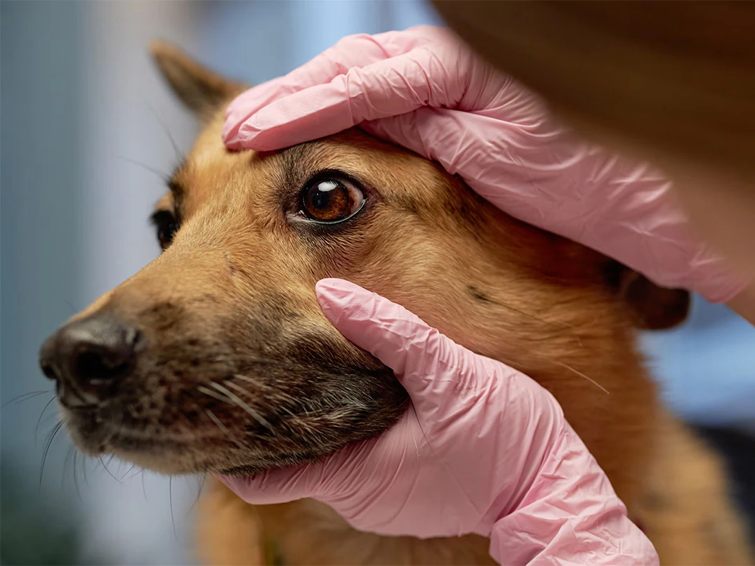 Köpeklerde Göz Enfeksiyonu Nasıl Geçer?