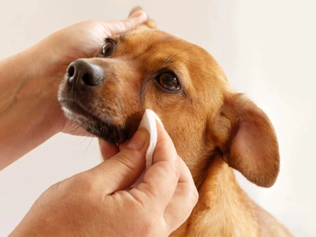 Köpeklerde Gözyaşı Lekesi Neden Oluşur?