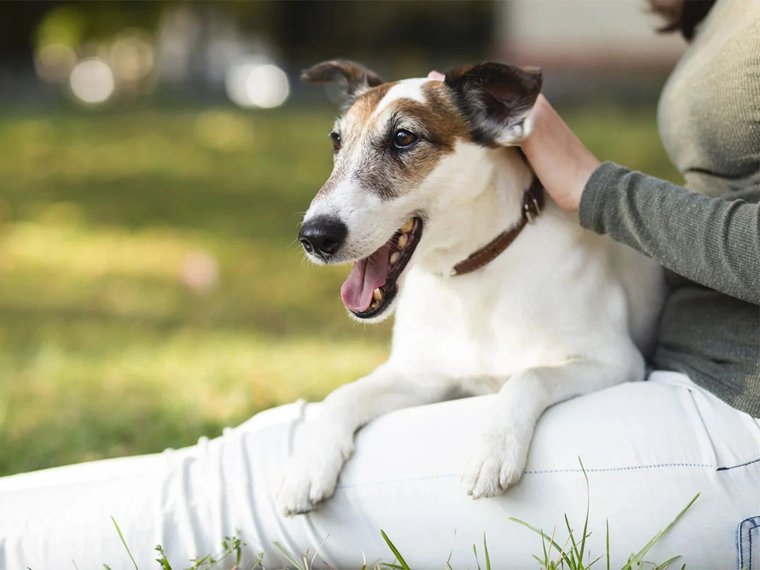 Köpeklerde Hıçkırık Nasıl Geçer?