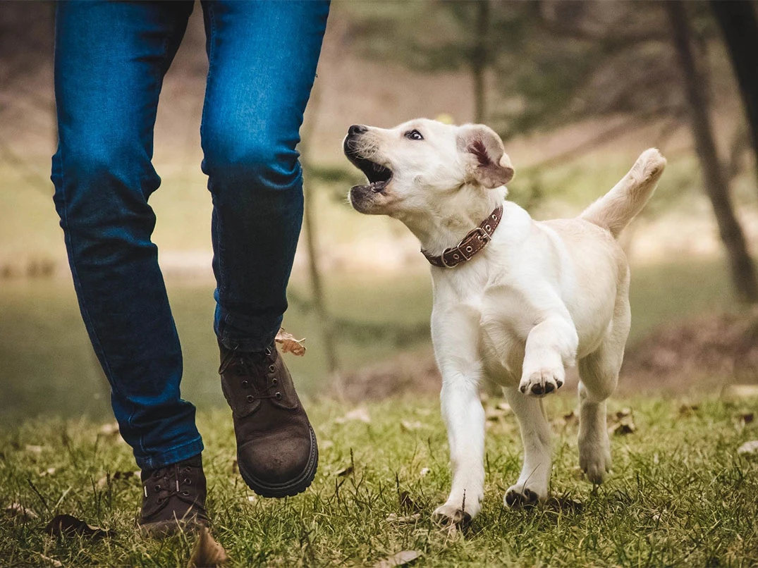 Köpeklerde İç Parazit İnsana Bulaşır mı?