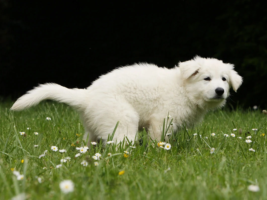 Köpeklerde Kabızlığa Ne İyi Gelir?
