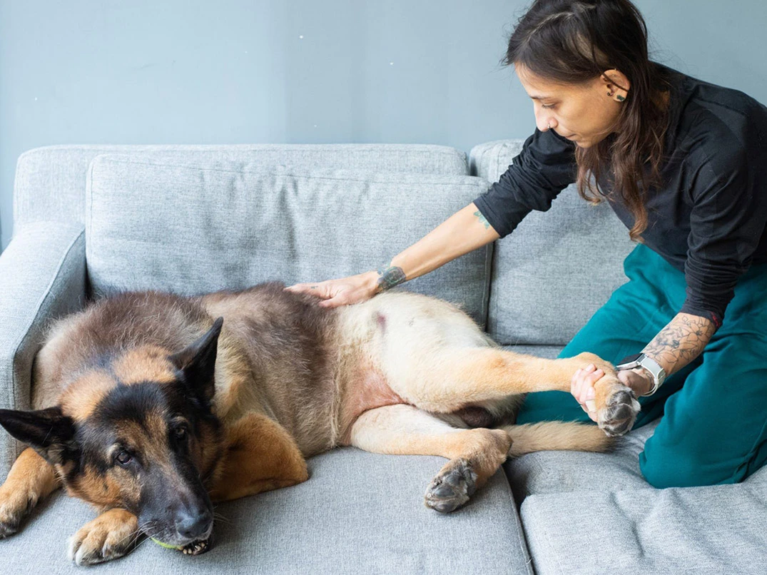 Köpeklerde Karın Ağrısına Ne İyi Gelir?