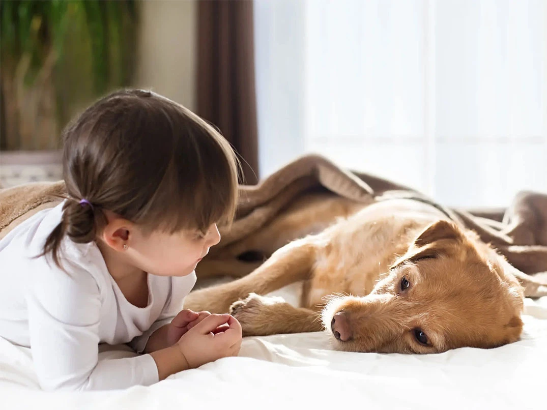 Köpekler Neden İshal Olur, Köpek İshale Ne İyi Gelir?