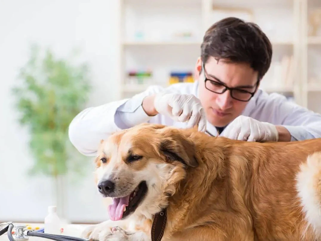 Köpeklerde Kene Neden Olur, Nasıl Temizlenir ve Tedavi Edilir?