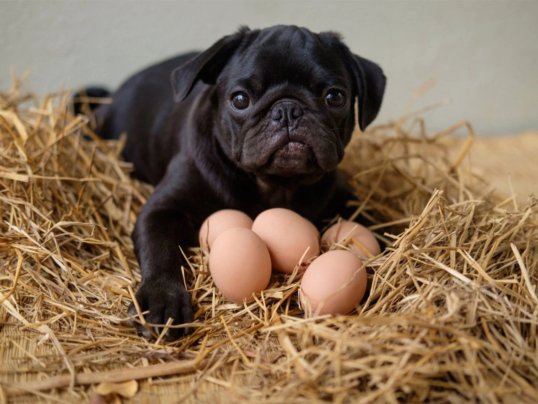 Köpeklere Her Gün Yumurta Verilir mi?