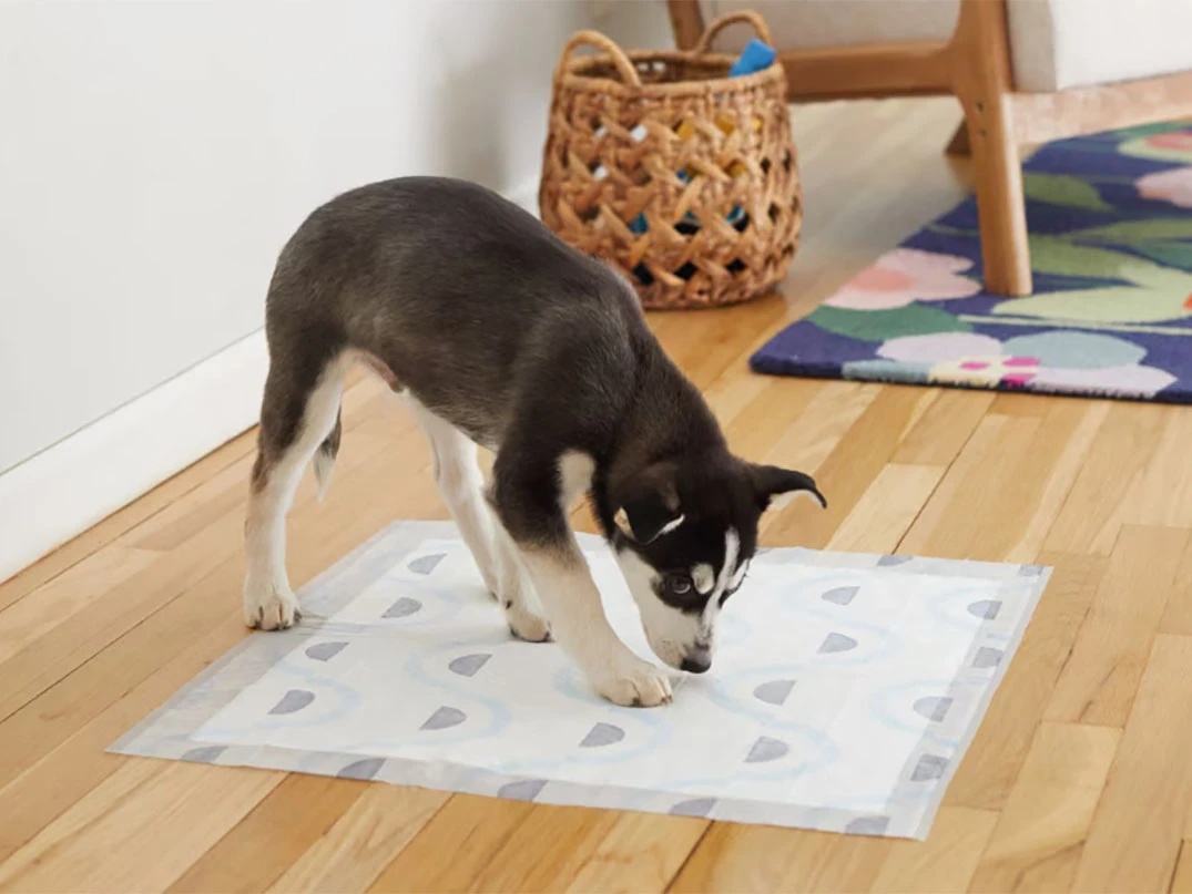 Köpeklere Tuvalet Eğitimi Nasıl Verilir?