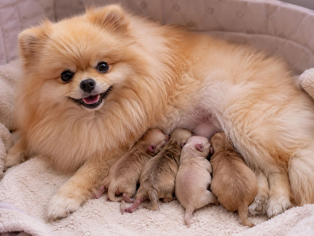 Küçük Irk Köpekler Kaç Günde Doğurur?