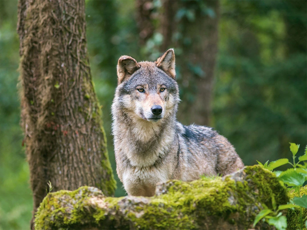 Kurt ile Kurt Köpeği Arasındaki Fark Nedir?