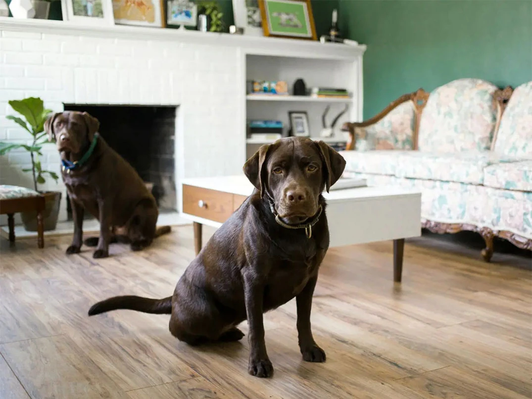 Labrador Retriever Tüy Döker mi?