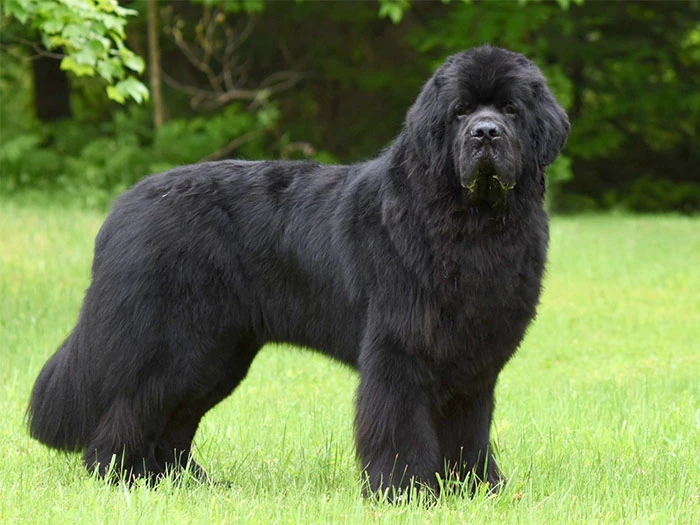 Newfoundland Köpek Irk Rehberi gallery 1