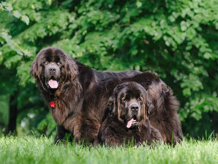 Newfoundland Köpek Irk Rehberi gallery 3
