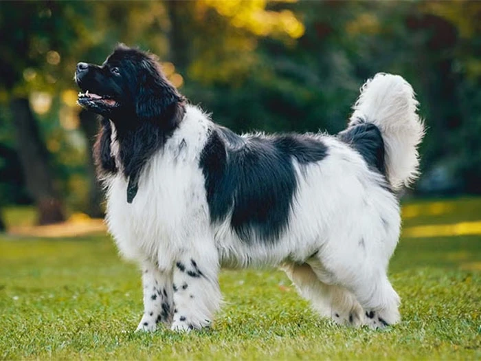 Newfoundland Köpek Irk Rehberi gallery 4