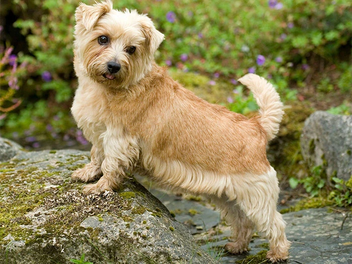 Norfolk Terrier Köpek Irk Rehberi gallery 2