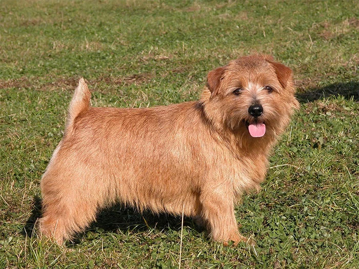Norfolk Terrier Köpek Irk Rehberi gallery 3