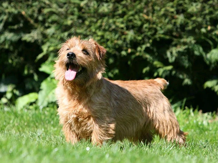 Norfolk Terrier Köpek Irk Rehberi gallery 1