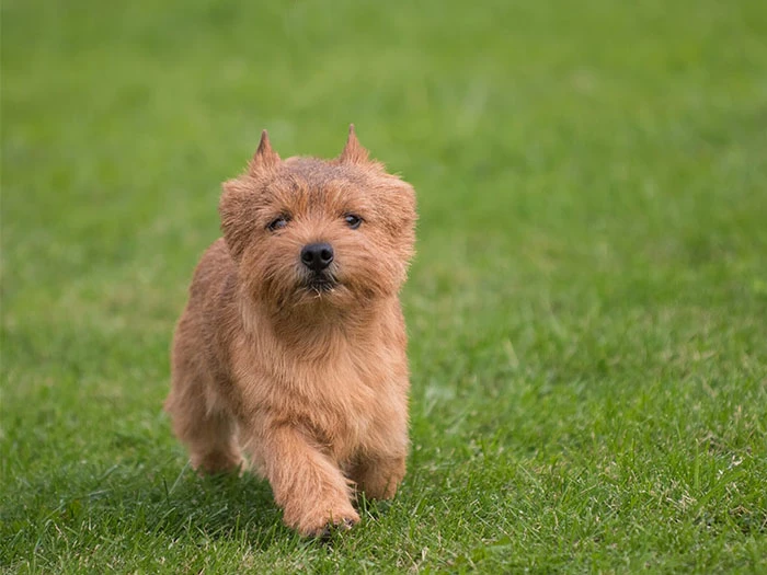 Norfolk Terrier Köpek Irk Rehberi gallery 4