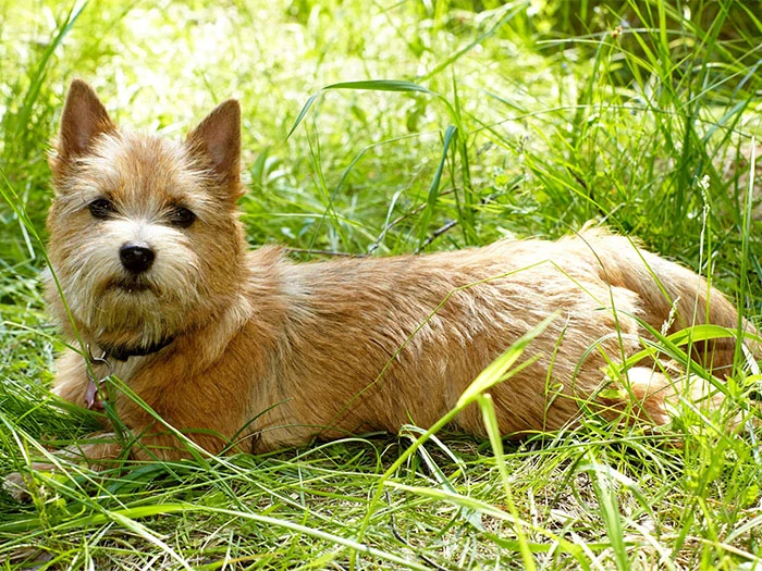Norwich Terrier Köpek Irk Rehberi gallery 2