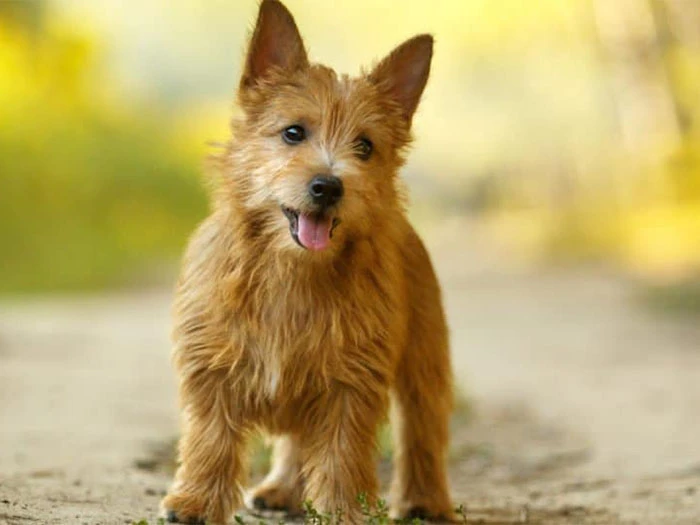 Norwich Terrier Köpek Irk Rehberi gallery 3