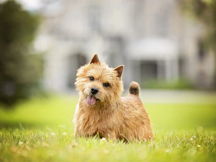 Norwich Terrier Köpek Irk Rehberi gallery 1
