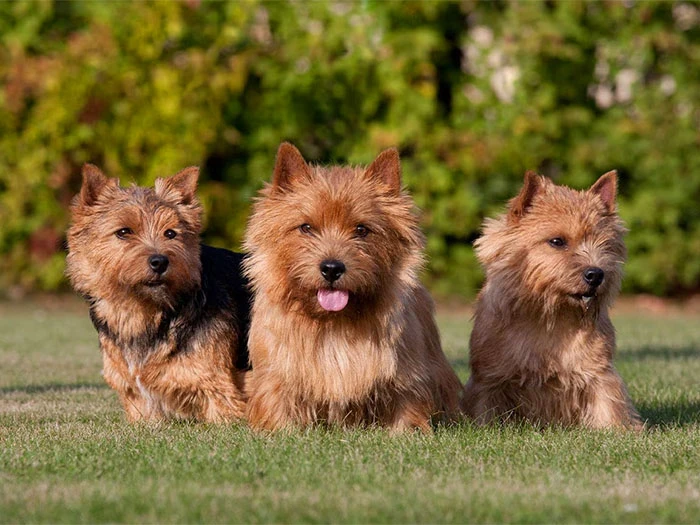 Norwich Terrier Köpek Irk Rehberi gallery 4