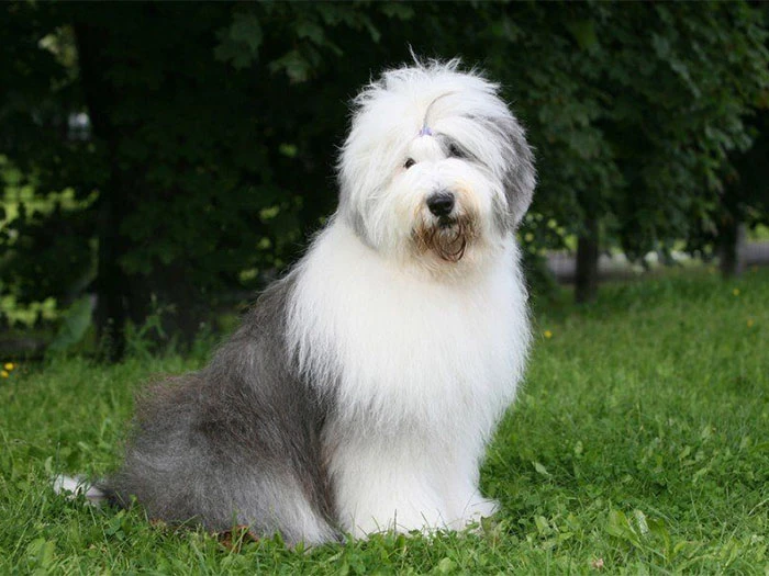 Old English Sheepdog Köpek Irk Rehberi gallery 2