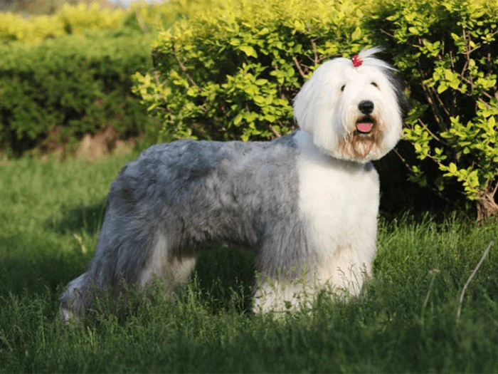 Old English Sheepdog Köpek Irk Rehberi gallery 1
