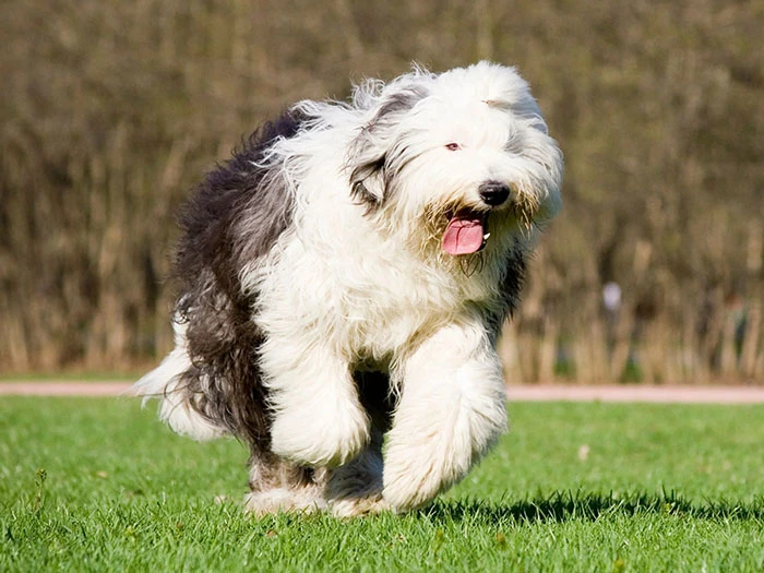 Old English Sheepdog Köpek Irk Rehberi gallery 3