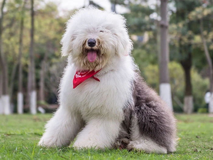 Old English Sheepdog Köpek Irk Rehberi gallery 4