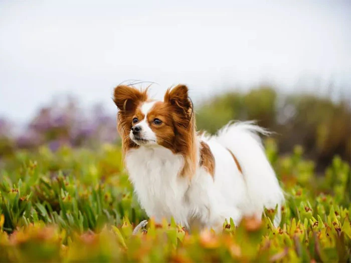 Papillon Köpek Irk Rehberi gallery 2