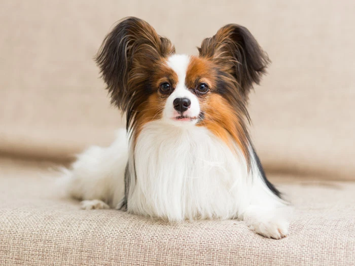 Papillon Köpek Irk Rehberi gallery 3