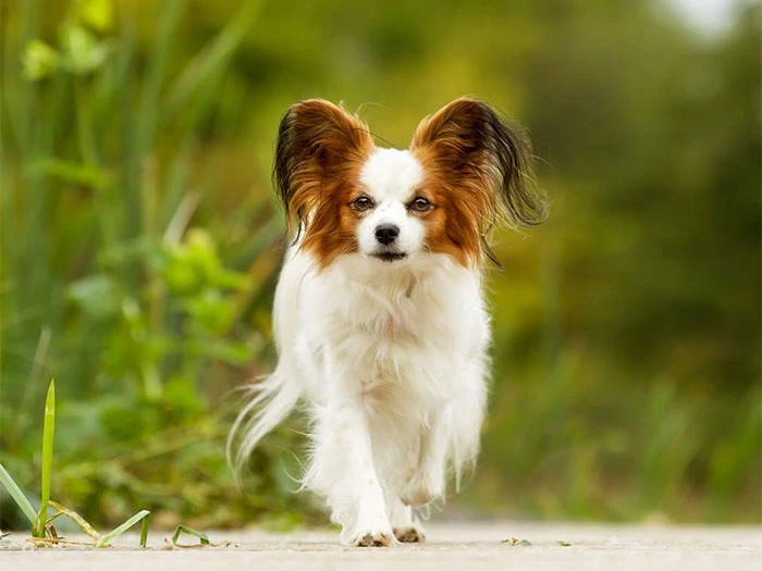 Papillon Köpek Irk Rehberi gallery 1