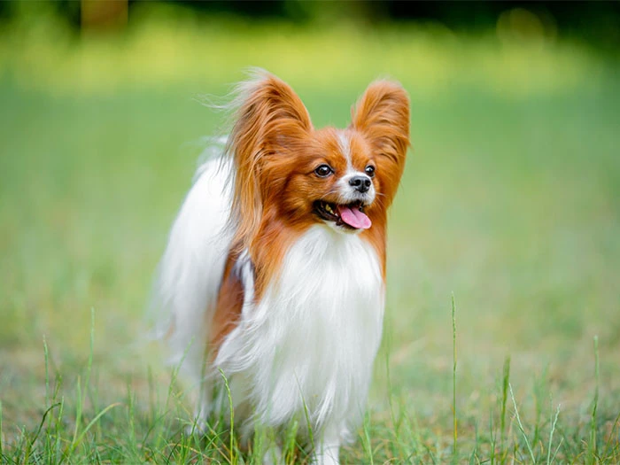 Papillon Köpek Irk Rehberi gallery 4