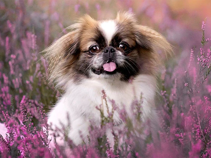 Pekingese (Pekinez) Köpek Irk Rehberi gallery 1