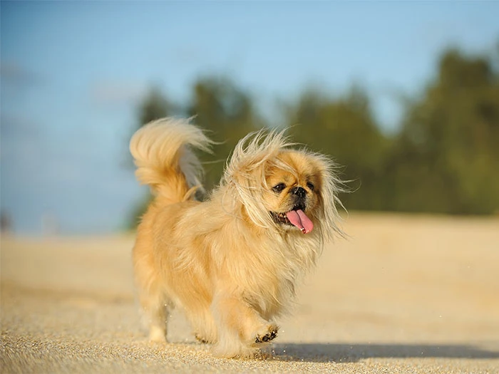 Pekingese (Pekinez) Köpek Irk Rehberi gallery 2