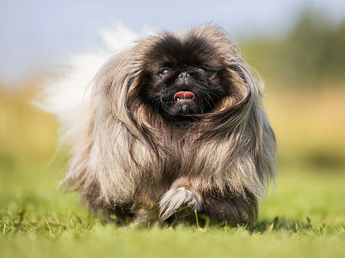 Pekingese (Pekinez) Köpek Irk Rehberi gallery 3