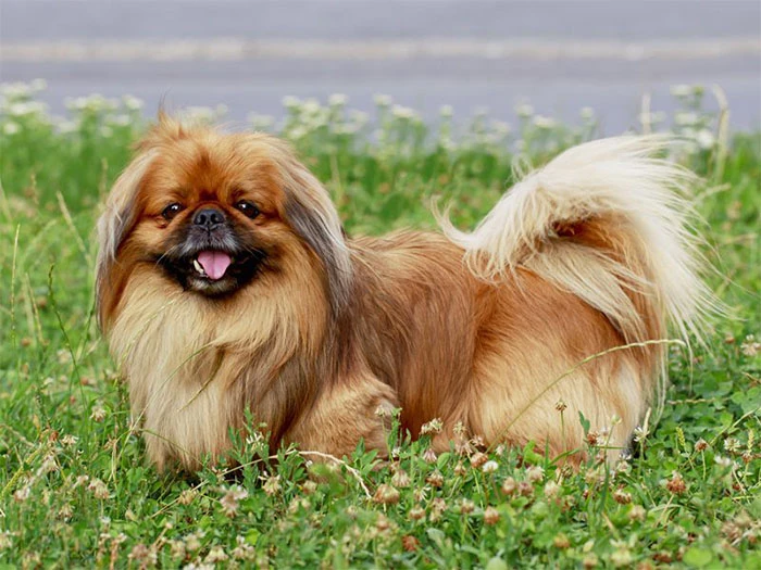 Pekingese (Pekinez) Köpek Irk Rehberi gallery 4