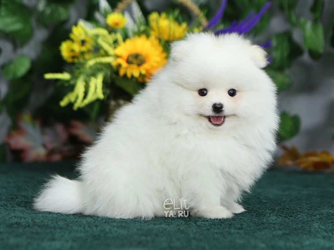 Pomeranian Boo Tuvalet Eğitiminde Başarıyı Artıran Teknikler